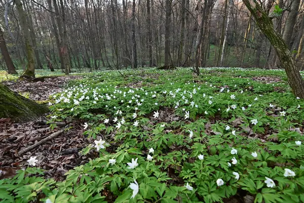İlkbaharda orman çiçekleri.