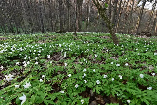 Orman zemininde taze yeşil yapraklar ve doğal orman dokularıyla çevrili bir orman şakayığının (Anemone nemorosa) yakın çekimi..