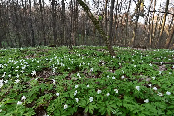 Orman zemininde taze yeşil yapraklar ve doğal orman dokularıyla çevrili bir orman şakayığının (Anemone nemorosa) yakın çekimi..