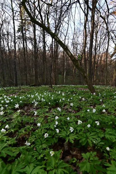 Ormanda güzel bahar çiçekleri