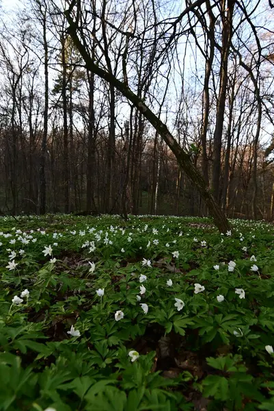 Orman zemininde beyaz kar damlaları.