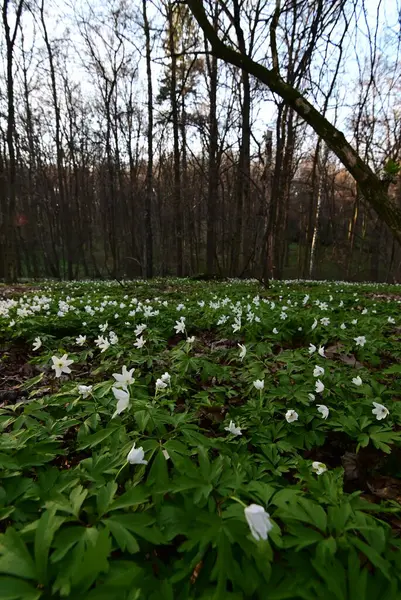 Orman zemininde taze yeşil yapraklar ve doğal orman dokularıyla çevrili bir orman şakayığının (Anemone nemorosa) yakın çekimi..