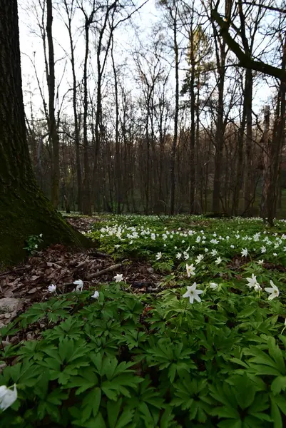 Orman zemininde taze yeşil yapraklar ve doğal orman dokularıyla çevrili bir orman şakayığının (Anemone nemorosa) yakın çekimi..