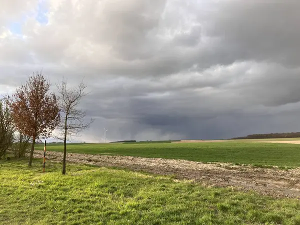 Bulutlu gökyüzünün altındaki bir tarlanın ortasındaki bir ağacın güzel görüntüsü.