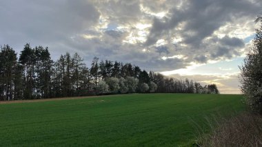 Tarlada büyük bir ağacı olan güzel bir manzara.