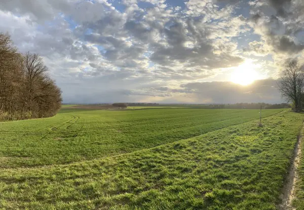 Bulutlu gökyüzünün altındaki yeşil çimenlerin dikey görüntüsü.