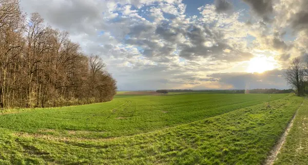 Arkasında ağaç ve yol olan güzel bir tarla görüntüsü.