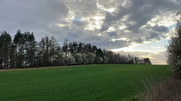 Tarlada büyük bir ağacı olan güzel bir manzara.