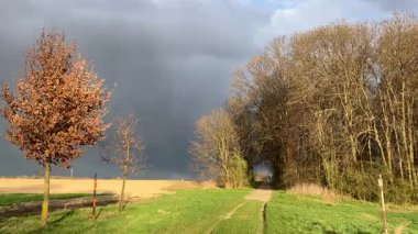 Ağaçlar ve yapraklarla dolu güzel bir sonbahar ormanı