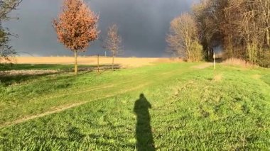 sonbahar ağaçları ve çimenler