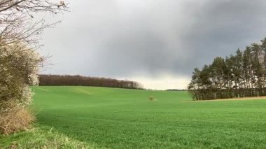 Ağaçlı ve ağaçlı güzel bir manzara.