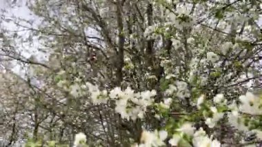 Güzel botanik fotoğrafı, doğal duvar kağıdı.