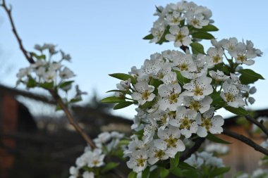 Çiçek açan bir meyve ağacının yumuşak odak zeminine kurulmuş narin beyaz armut çiçeklerinin yakın plan görüntüsü.. 