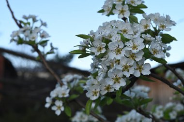 Çiçek açan bir meyve ağacının yumuşak odak zeminine kurulmuş narin beyaz armut çiçeklerinin yakın plan görüntüsü.. 