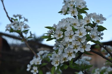 Çiçek açan bir meyve ağacının yumuşak odak zeminine kurulmuş narin beyaz armut çiçeklerinin yakın plan görüntüsü.. 