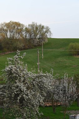 Çiçekte Elma Ağaçları