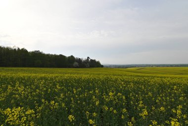 Sarı tecavüz alanı, yeşil manzara