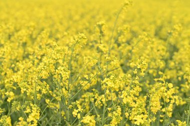 Bahar mevsiminde sarı çiçek tarlası