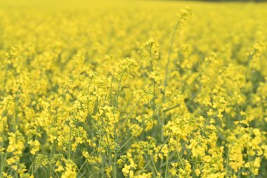 Yazın sarı tecavüz tarlası
