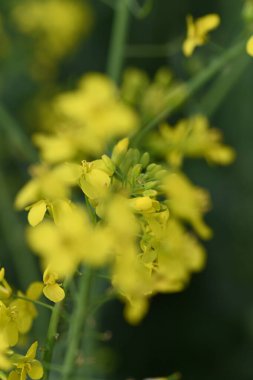 Bir tarlada açan parlak sarı kolza tohumu çiçeklerinin yakın çekimi. Bahar ve tarımın canlı bir sembolü, narin detayları ve çiçeklerin canlı renklerini sergiliyor.
