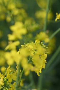 Bir tarlada açan parlak sarı kolza tohumu çiçeklerinin yakın çekimi. Bahar ve tarımın canlı bir sembolü, narin detayları ve çiçeklerin canlı renklerini sergiliyor.