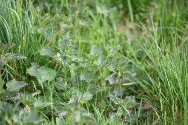 doğada yabani bitkiler