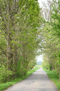 Bir yol ve ağaçla kaplı bahar manzarası