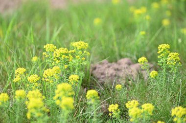 Bahçedeki güzel çiçekler