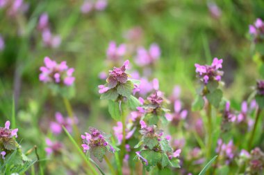 Lamium purpureum 'un (kırmızı ölü-ısırgan otu) yakın çekimi, mor çiçekli yaygın bir bahar bitkisi, çimenlerde yabani bir şekilde yetişir. Bu yenilebilir ve şifalı bitki sık sık çayırlarda ve bahçelerde bulunur.
