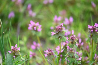 Lamium purpureum 'un (kırmızı ölü-ısırgan otu) yakın çekimi, mor çiçekli yaygın bir bahar bitkisi, çimenlerde yabani bir şekilde yetişir. Bu yenilebilir ve şifalı bitki sık sık çayırlarda ve bahçelerde bulunur.