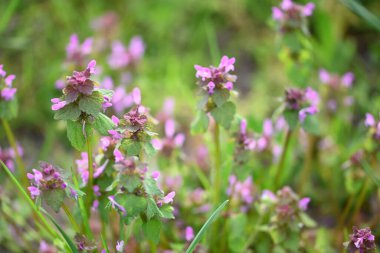 Lamium purpureum 'un (kırmızı ölü-ısırgan otu) yakın çekimi, mor çiçekli yaygın bir bahar bitkisi, çimenlerde yabani bir şekilde yetişir. Bu yenilebilir ve şifalı bitki sık sık çayırlarda ve bahçelerde bulunur.