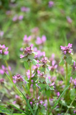 Lamium purpureum 'un (kırmızı ölü-ısırgan otu) yakın çekimi, mor çiçekli yaygın bir bahar bitkisi, çimenlerde yabani bir şekilde yetişir. Bu yenilebilir ve şifalı bitki sık sık çayırlarda ve bahçelerde bulunur.