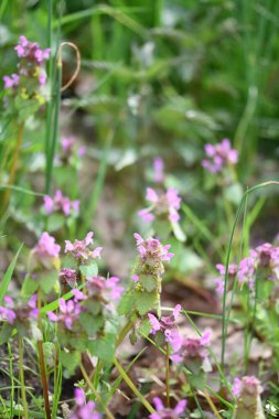 Lamium purpureum 'un (kırmızı ölü-ısırgan otu) yakın çekimi, mor çiçekli yaygın bir bahar bitkisi, çimenlerde yabani bir şekilde yetişir. Bu yenilebilir ve şifalı bitki sık sık çayırlarda ve bahçelerde bulunur.
