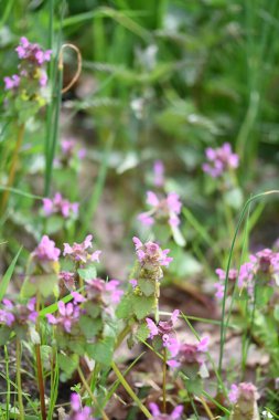 Lamium purpureum 'un (kırmızı ölü-ısırgan otu) yakın çekimi, mor çiçekli yaygın bir bahar bitkisi, çimenlerde yabani bir şekilde yetişir. Bu yenilebilir ve şifalı bitki sık sık çayırlarda ve bahçelerde bulunur.