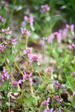 Lamium purpureum 'un (kırmızı ölü-ısırgan otu) yakın çekimi, mor çiçekli yaygın bir bahar bitkisi, çimenlerde yabani bir şekilde yetişir. Bu yenilebilir ve şifalı bitki sık sık çayırlarda ve bahçelerde bulunur.