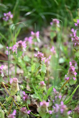 Lamium purpureum 'un (kırmızı ölü-ısırgan otu) yakın çekimi, mor çiçekli yaygın bir bahar bitkisi, çimenlerde yabani bir şekilde yetişir. Bu yenilebilir ve şifalı bitki sık sık çayırlarda ve bahçelerde bulunur.