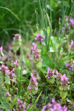 Lamium purpureum 'un (kırmızı ölü-ısırgan otu) yakın çekimi, mor çiçekli yaygın bir bahar bitkisi, çimenlerde yabani bir şekilde yetişir. Bu yenilebilir ve şifalı bitki sık sık çayırlarda ve bahçelerde bulunur.