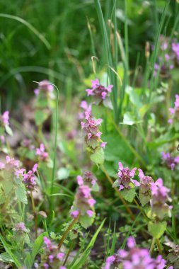 Lamium purpureum 'un (kırmızı ölü-ısırgan otu) yakın çekimi, mor çiçekli yaygın bir bahar bitkisi, çimenlerde yabani bir şekilde yetişir. Bu yenilebilir ve şifalı bitki sık sık çayırlarda ve bahçelerde bulunur.