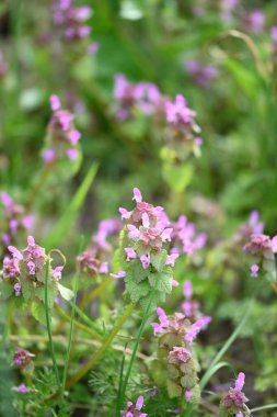 Lamium purpureum 'un (kırmızı ölü-ısırgan otu) yakın çekimi, mor çiçekli yaygın bir bahar bitkisi, çimenlerde yabani bir şekilde yetişir. Bu yenilebilir ve şifalı bitki sık sık çayırlarda ve bahçelerde bulunur.