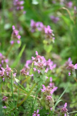 Lamium purpureum 'un (kırmızı ölü-ısırgan otu) yakın çekimi, mor çiçekli yaygın bir bahar bitkisi, çimenlerde yabani bir şekilde yetişir. Bu yenilebilir ve şifalı bitki sık sık çayırlarda ve bahçelerde bulunur.