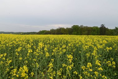 Kırsal alana yayılan kolza tohumu tarlasının geniş görünümü.