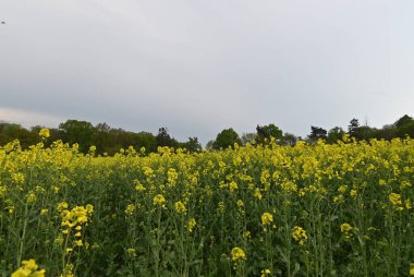 Kırsal alana yayılan kolza tohumu tarlasının geniş görünümü.