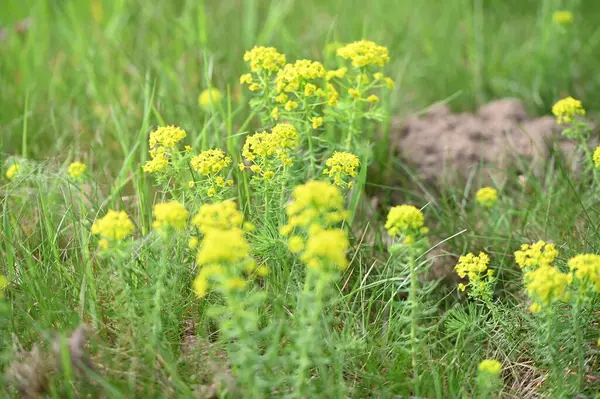 Yeşil çimenlerde açan yabani sarı çiçekler, doğal bir çayırda yakalanır..