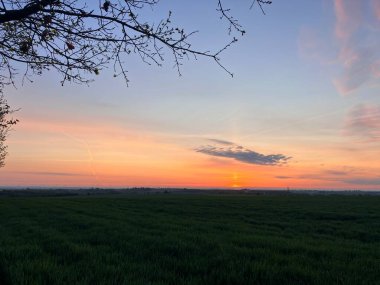 Önünde bir ağaç olan bir tarlanın üzerinde gün batımı.