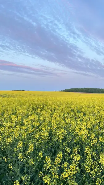 Bulutlu bir gökyüzünün altında sarı çiçek tarlası