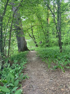 Ormanda güzel bir patika