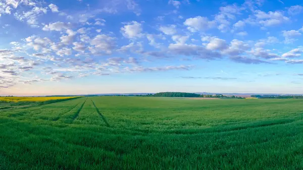 Gün batımında genç buğday tarlası