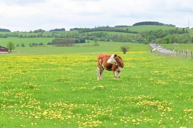 İnekler yeşil alanda