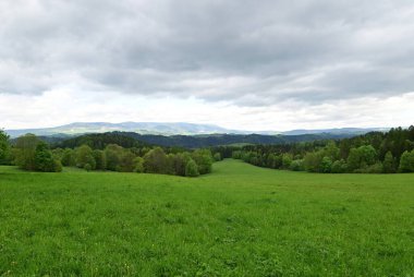 Ormandaki güzel yeşil çayır görüntüsü.