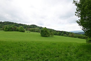 Ormandaki yeşil çimlerin dikey görüntüsü.